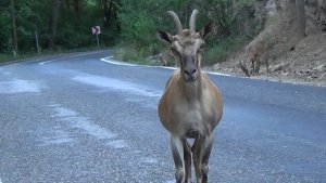 Tunceli'de tuz için karayoluna inen koruma altındaki yaban keçileri görüntülendi