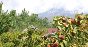 Ağrı Dağı eteklerindeki bahçede kayısı hasadı