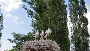 Yavru leylekler uçmaya hazırlanıyor