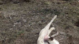 Böyle sütannelik görülmedi