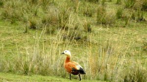 Erzincan'da Ekşisu birçok kuş türüne ev sahipliği yapıyor