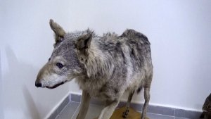 Türkiye'nin ilk doğa tarih müzesinde 5 bin çeşit materyal sergileniyor