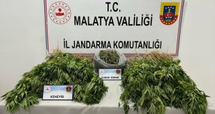 Malatya'da esrar ve kenevir ele geçirildi