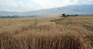 Diyarbakırlı biçerdöver operatörleri Muş'taki buğday tarlalarında mesaide