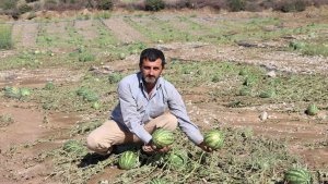 Sel Erzurum'da karpuz tarlasını vurdu