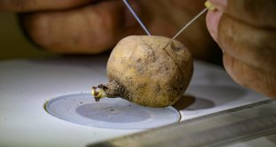 Van'da ele geçirilen 2 bin 900 salep yumrusu koruma altına alındı