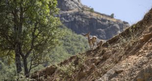 Tunceli'de koruma altındaki yaban keçileri yavrularıyla görüntülendi