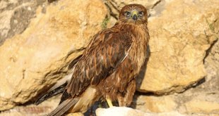 Van'da tedavileri tamamlanan kuşlar doğal yaşam alanlarına bırakıldı