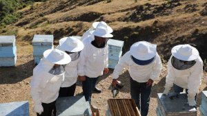 Coğrafi işaretli Geven balı hasadı başladı