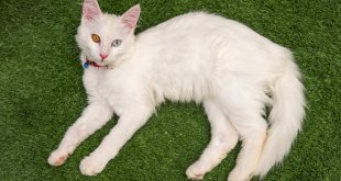 Van kedisi sahiplendirmede bu yılki hedef 100'ün üzerine çıkmak