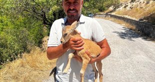 Çemişgezek'te tele sıkışan dağ keçisi yavrusu kurtarıldı