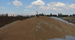 Muş'ta yüksek rekolte çiftçileri sevindirdi