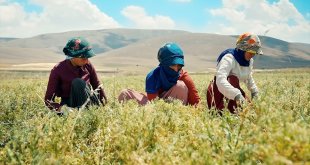 Kayseri Valiliği ve Migros'tan Yerli Yeşil Mercimek Üretimi projesi