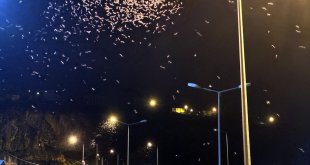 Ardahan'da "bir günlükler"in ölüm uçuşu geçen yıla göre bir hafta erken başladı