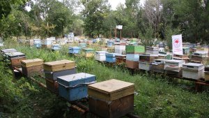 Ağrı'nın yükseklerinde üretilen tescilli geven balının hasadı başladı