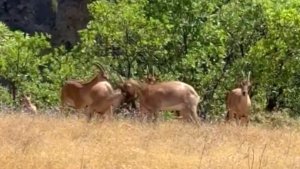 Yaban keçilerinin tatlı kavgası kamerada