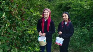 Böğürtlen kanser başta olmak üzere birçok derde deva!