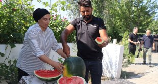Iğdır'da üretilen karpuzun dördüncü hasadı başladı