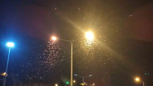 Ardahan'da kelebeklerin "ölüm dansı" devam ediyor