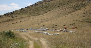 Aras Dağları'nda verimli bal hasadı başladı