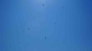 Erzincan'da leyleklerin erken göçü