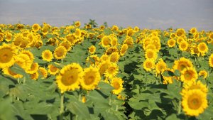 Ağrı'da hasada hazırlanan ayçiçeği tarlaları sarıya büründü