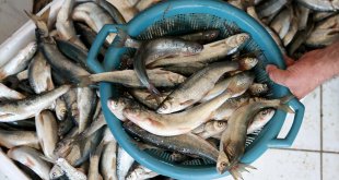 Van Gölü'nde yaşayan inci kefalinin konservesi yapıldı