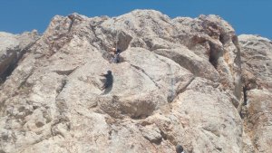 Ağrı'da AFAD ekipleri kayalıklarda mahsur kalan 3 oğlağı kurtardı