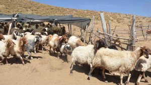 Hayvan yetiştiricilerinin 'aracı' tepkisi