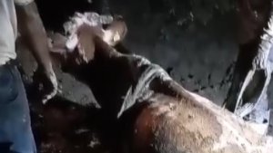 Bataklığa saplanan inek uzun uğraşlar sonucunda kurtarıldı