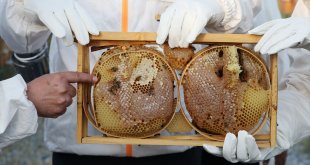 Bitlis Eren Üniversitesi kampüsünde bal hasadı yapıldı