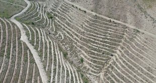 En kurak illerden Iğdır'da teraslamayla orman varlığı yüzde 5'e çıkarılacak