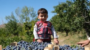 Cimin Üzümü hastalıklara şifa