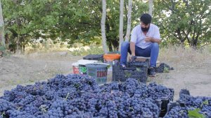 3 bin yıllık Erciş üzümünün bağ bozumu başladı
