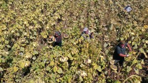 Ağrı'nın ayçiçeği tarlalarında hasat zamanı