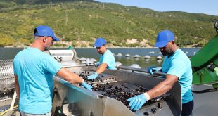 CarrefourSA'dan deniz ürünleri cirolarını 19 bin tona çıkarma hedefi