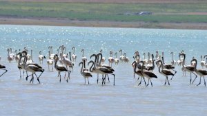 Arin Gölü'ndeki rengarenk flamingolar görenleri mest ediyor
