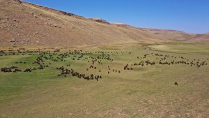 Göçerlerin ayrılmaya başladığı Sinek Yaylası'ndaki hayvanlar çobanlara emanet