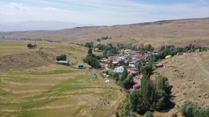 Ağrı'daki dağlarda yetişen kuşburnu kış için toplanıyor