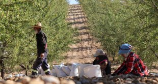 Atıl arazilerin dönüştürüldüğü badem bahçelerinde hasat zamanı