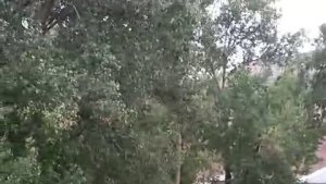 Karayazı'da sağanak yağış sele dönüştü