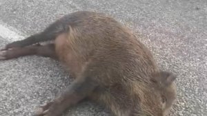 Van'da araç yaban domuzuna çarptı