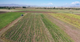 Ağrı'da iklim koşullarına rağmen deneme amaçlı ektiği tohumlardan verim alınca sebze yetiştiriciliğine başladı