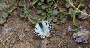 Ağrı Dağı'nda "dorukların benekli meleği" görüntülendi
