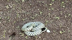 Patnos'ta zehirli yılan paniği