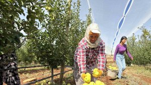 Doğanşehir'de elma hasadı başladı