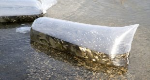 Muş'taki su kaynaklarına 4 milyonu aşkın sazan balığı yavrusu bırakıldı