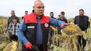 Ağrı Ovası'nda yetiştirilen çerezlik ayçiçeğinin hasadı devam ediyor