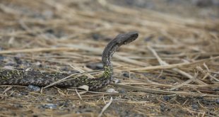 Iğdır'da koca engerek görüntülendi