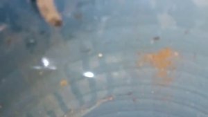 Bingöl'de borunun içerisinde mahsur kalan kedi kurtarıldı